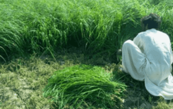 Glorious Rhodes Grass