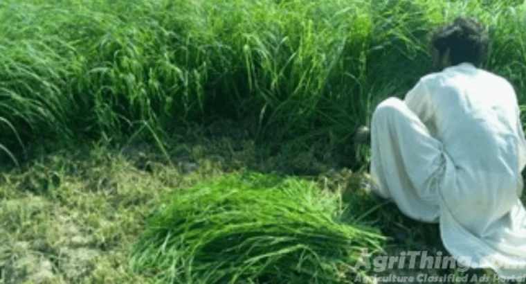 Glorious Rhodes Grass