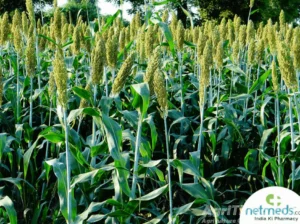 Golden Pakawan Jawar