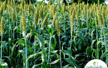 Golden Pakawan Jawar