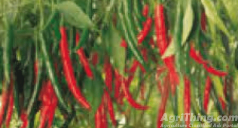 Hot Pepper Hybrid roshni