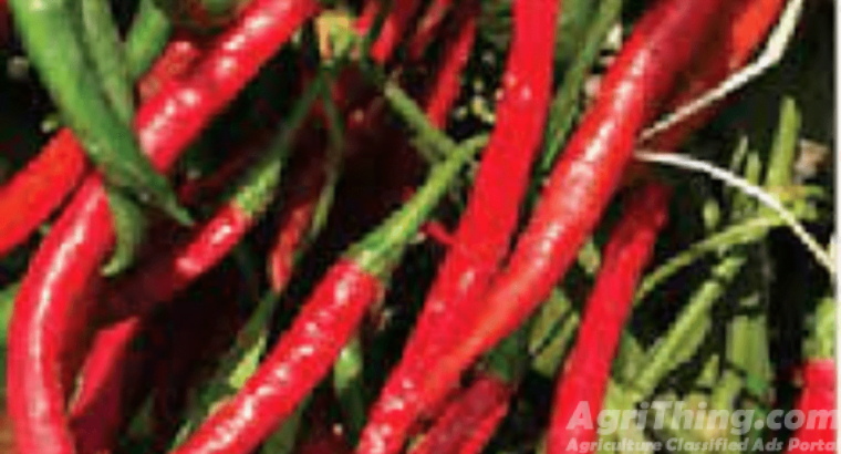 Hot Pepper Hybrid roshni