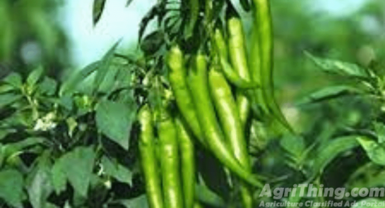 Hot Pepper Hybrid roshni