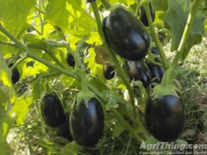 Kalash Millan Agro Seed