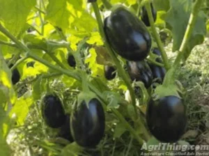 Kalash Millan Agro Seed