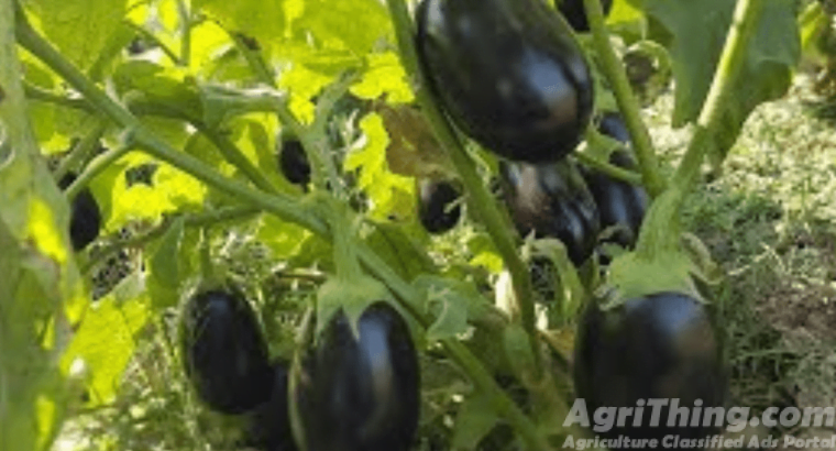 Kalash Millan Agro Seed