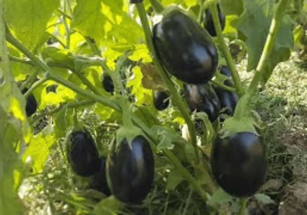 Kalash Millan Agro Seed