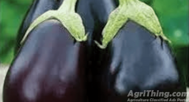 Kalash Millan Agro Seed