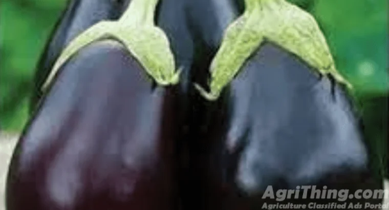 Kalash Millan Agro Seed