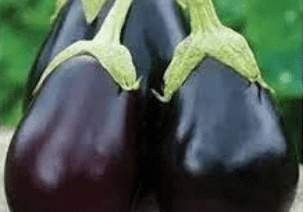 Kalash Millan Agro Seed