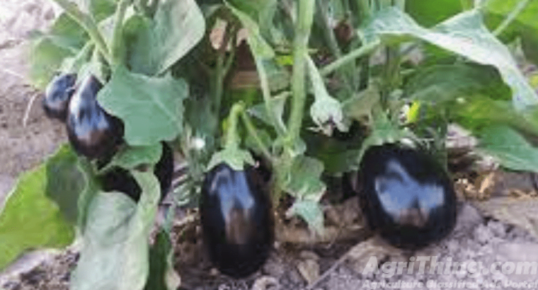 Kalash Millan Agro Seed