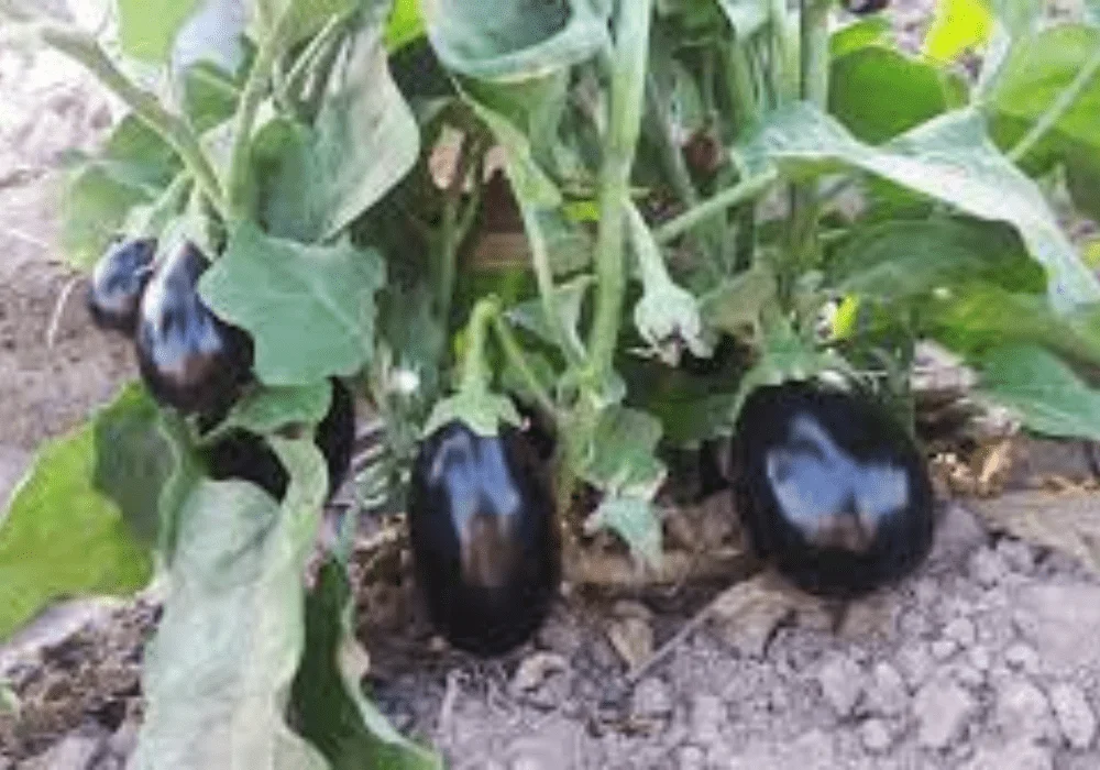 Kalash Millan Agro Seed