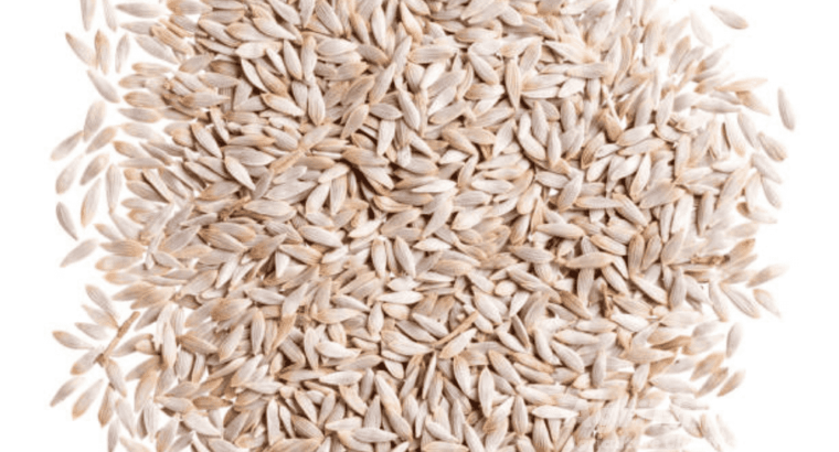 Lettuce Seed 100gm Salad Beej Green Gold Green Leafs