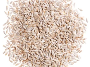 Lettuce Seed 100gm Salad Beej Green Gold Green Leafs