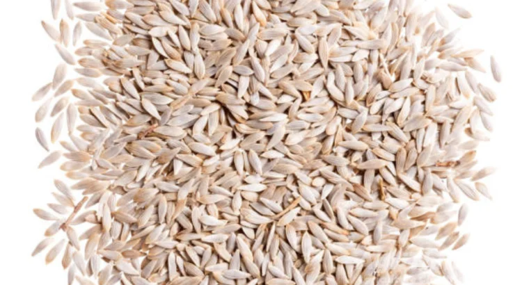 Lettuce Seed 100gm Salad Beej Green Gold...