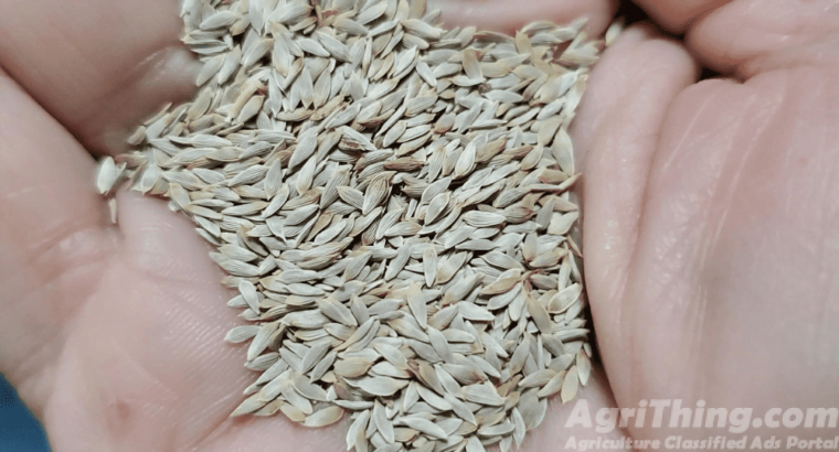 Lettuce Seed 100gm Salad Beej Green Gold Green Leafs