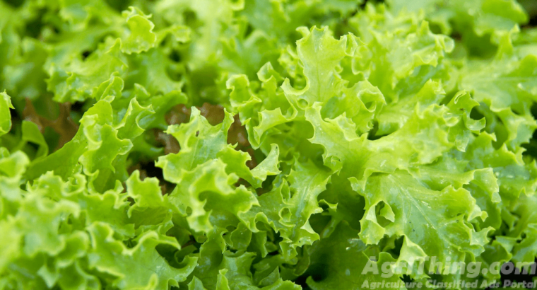 Lettuce Seed 100gm Salad Beej Green Gold Green Leafs