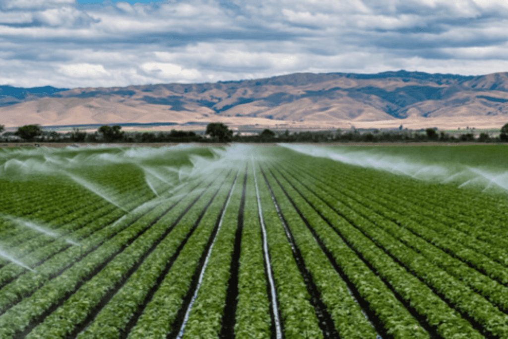 Efficient Drip Irrigation Maximize Water Use - AgriThing.com