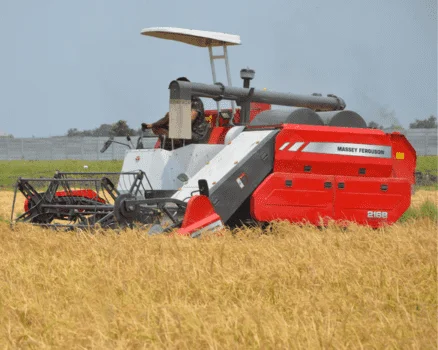 Rice fields are being harvested by a Massey Ferguson Rice Harvester machine.