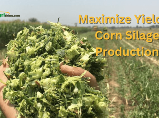 Maximizing Corn Silage Production: Unforgettable Harvests