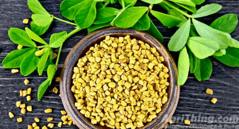 Methi Seed 1kg Kasuri Mathi Seeds Qasuri Methi Mahraja Seeds