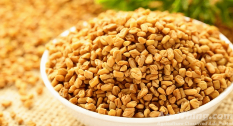 Methi Seed 1kg Kasuri Mathi Seeds Qasuri Methi Mahraja Seeds