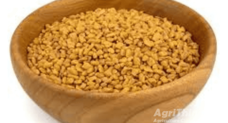 Methi Seed 1kg Kasuri Mathi Seeds Qasuri Methi Mahraja Seeds