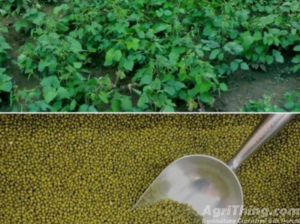 Moong Seed Azri Mung – 2006 10kg Green Gold Mung Bean Moongi Beej Mungbean Mung Bean