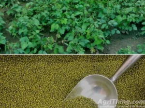 Moong Seed Azri Mung – 2006 10kg Green Gold Mung Bean Moongi Beej Mungbean Mung Bean