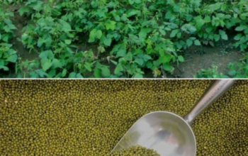 Moong Seed Azri Mung – 2006 10kg Green Gold Mung Bean Moongi Beej Mungbean Mung Bean