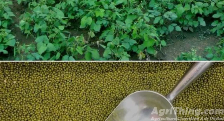 Moong Seed Azri Mung – 2006 10kg Green G...
