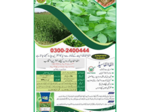 Moringa Dairy Powder