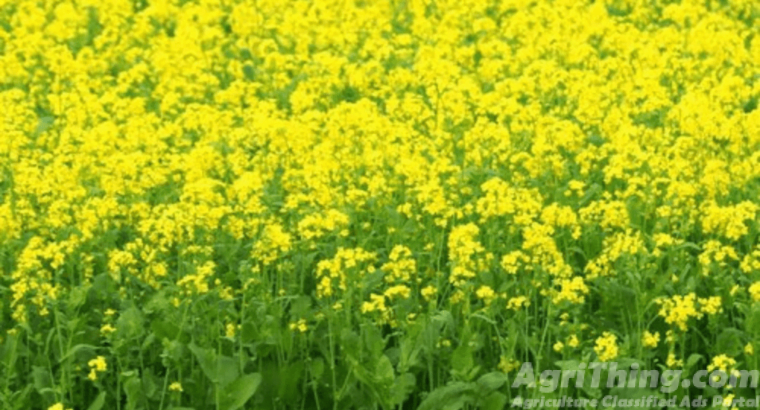 Canola 2kg Mustard Seed Sarsoon Beej