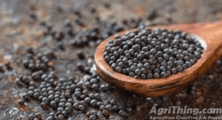 Canola 2kg Mustard Seed Sarsoon Beej