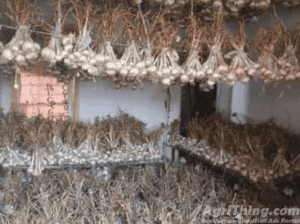 NARC G1 Garlic Dry Seed 9th May Harvested