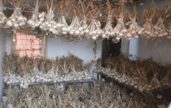 NARC G1 Garlic Dry Seed 9th May Harvested