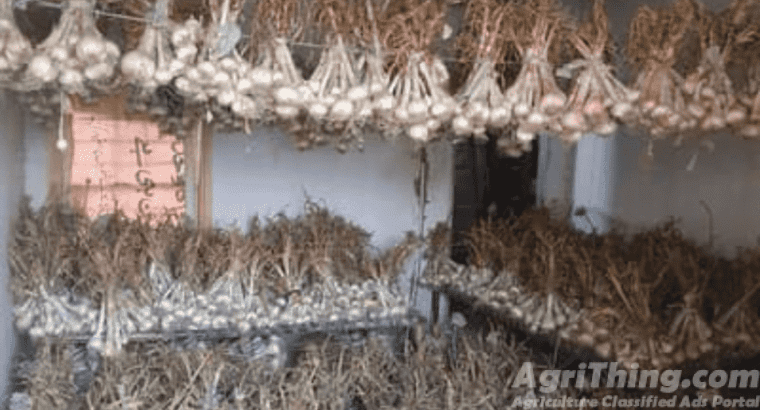 NARC G1 Garlic Dry Seed 9th May Harvested