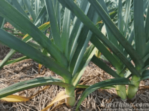 NARC G1 Garlic Dry Seed 9th May Harvested