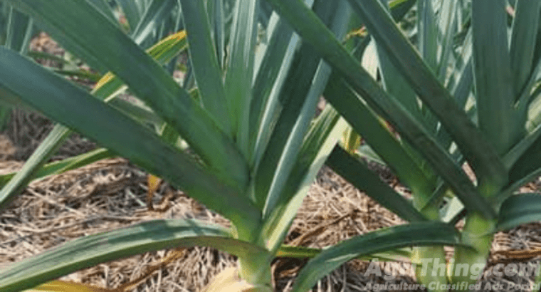 NARC G1 Garlic Dry Seed 9th May Harvested