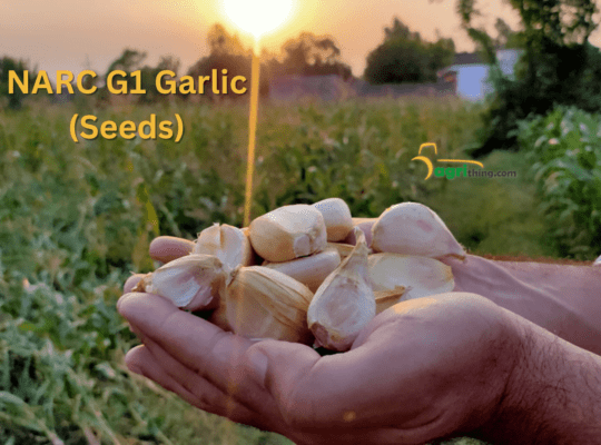 Narc G1 Garlic in Pakistan Best Seeds Price in 2023 – Agrithing