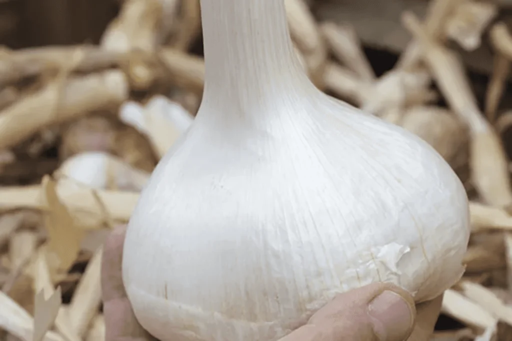 Narc G1 Garlic in Pakistan Best Seeds Price in 2023 - Agrithing 5 Narc G1 Garlic Items