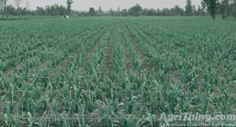 Narc G1 Garlic Seed 1 kg