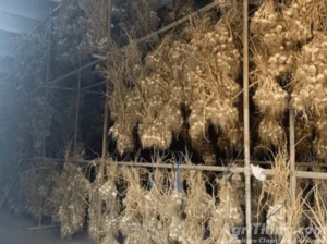 Agriculture Classified Ads - AgriThing.com 12 Narc G1 Garlic Seed 1 kg