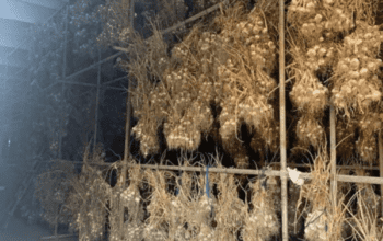 Narc G1 Garlic Seed 1 kg