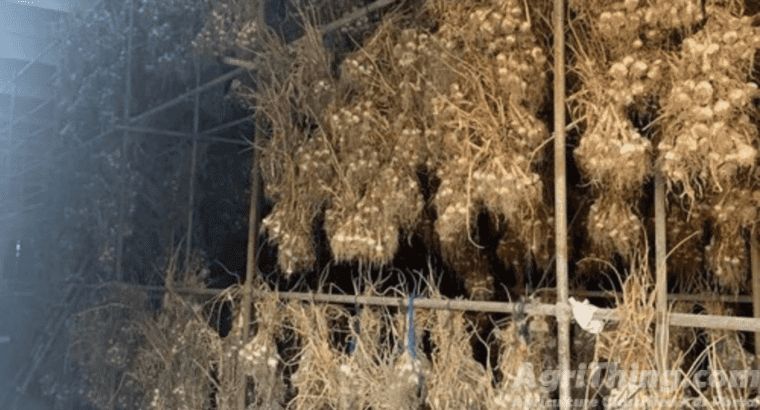 Narc G1 Garlic Seed 1 kg