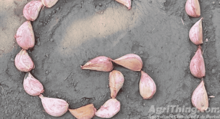 Narc G1 Garlic Seed 1 kg