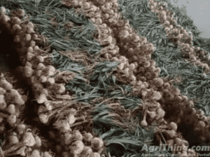 Original Narc G1 Garlic for Sale