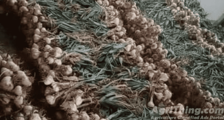 Original Narc G1 Garlic for Sale