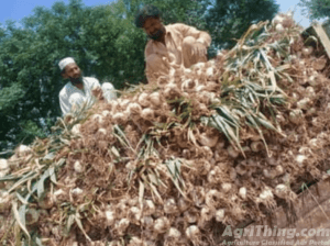 Original Narc G1 Garlic for Sale