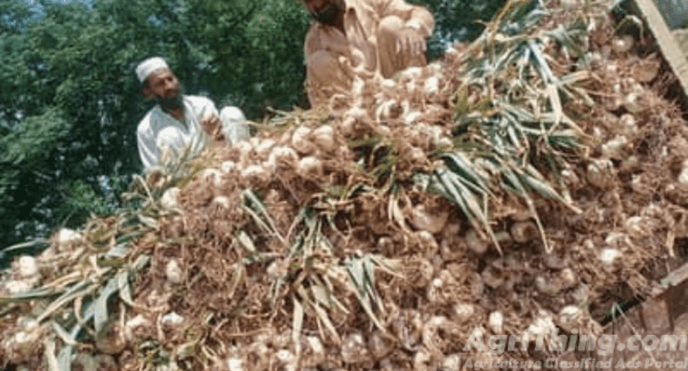 Original Narc G1 Garlic for Sale